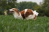 BARZOI 121